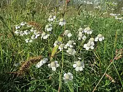 Achillées sternutatoires.