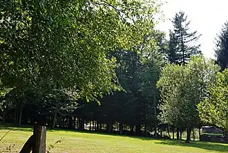 Jardin de gazon et sapins.