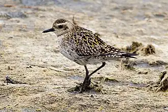 Photographie d'un Pluvier bronzé.