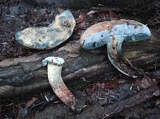 Description de cette image, également commentée ci-après