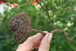 Amauroderma rugosum (Ganodermataceae)