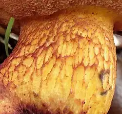 Réseau grossier du Bolet magnifique (Exsudoporus permagnificus)