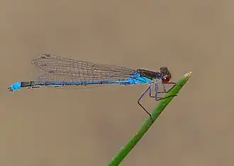Naïade aux yeux rouges.