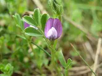Description de l'image 20140407Vicia lathyroides1.jpg.