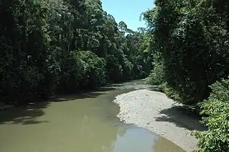 cours d'eau dans une forêt de l'île de bornéo