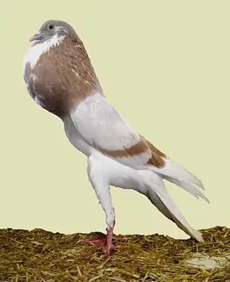 Boulant français jaune cendré barré.