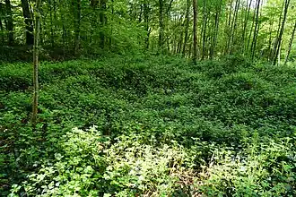 L'emplacement du puits.