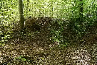 Petit trou en entonnoir dans la forêt.