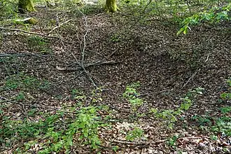 Petit trou en entonnoir dans la forêt.