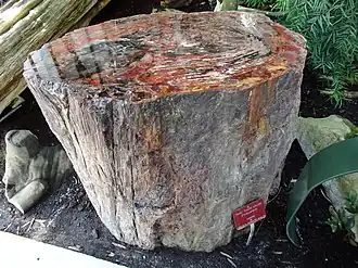 Tronc fossilisé d'Araucariacée