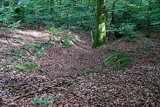 Une tranchée en forêt.