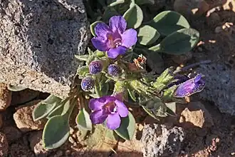 Description de l'image 2015.05.08 08.06.47 IMG 1912 - Flickr - andrey zharkikh.jpg.