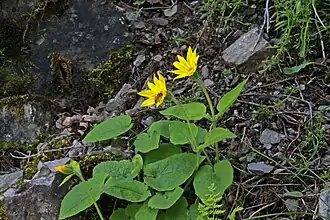 Arnica ovata (Utah, États-Unis).
