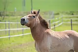 Vue avant d'un cheval de couleur fauve avec une grosse tête.