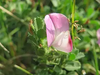 Description de l'image 20150811Ononis spinosa1.jpg.