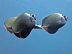 Quatre poissons-papillons à collier blanc