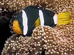 Poisson-clown de Clark