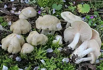 l'Entolome des haies (Entoloma sepium)