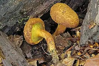 Buchwaldoboletus lignicola