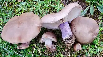 Description de cette image, également commentée ci-après