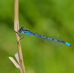 Un mâle, dans le Schleswig-Holstein, Allemagne.