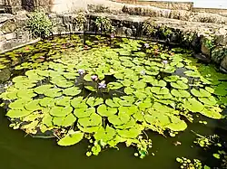 Développement d'un spécimen cultivé.