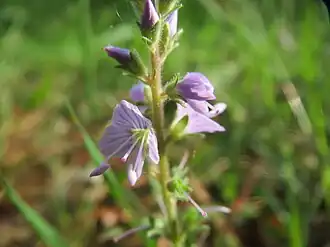 Fleur, vue rapprochée
