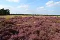 Tapis de Bruyère (Calluna vulgaris)