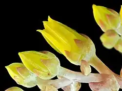subg. Dudleya — Les fleurs de Dudleya caespitosa