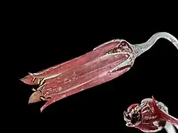 subg. Dudleya — Les fleurs de Dudleya anthonyi