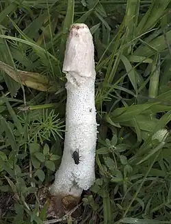 Phallus granulosodenticulatus