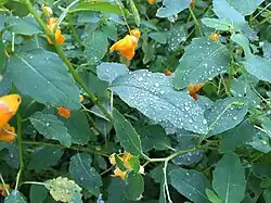 Feuilles montrant des perles (bijoux) juste après la pluie.