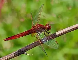 Crocothémis écarlate.