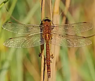 Description de cette image, également commentée ci-après