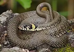 Écailles dorsales carénées chez la couleuvre à collier.