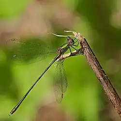 Des ailes presque complètement transparentes, un corps vert extrêmement fin.