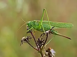 Tettigonia viridissima (sauterelle verte)