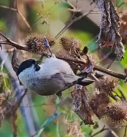 Petit oiseau rondouillard perché à l'envers dans un buisson.