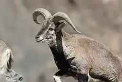 Grand Bharal (Ladakh, Inde).