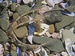 Ophiure de sable d'Europe (Ophiopsila annulosa)