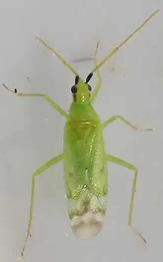 Description de l'image 20170611 Macrolophus pygmeus Lohja Finland Petro Pynnönen.jpg.