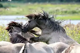 Deux chevaux gris qui se battent