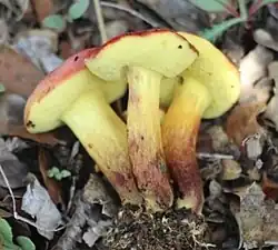 Description de cette image, également commentée ci-après