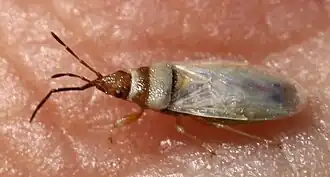 Description de l'image 2018 07 25 Oxycarenus pallens.jpg.