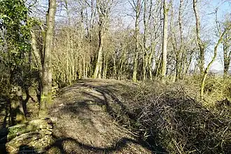 Sous les branchages, l'entonnoir formé par le puits central de Charmont.