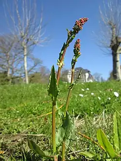 L'oseille commune est une espèce des prairies à haute valeur fourragère, équilibrées en eau et en matière organique.