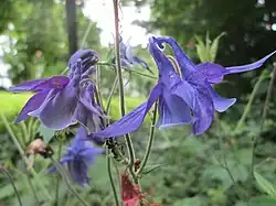 Fleurs d'Ancolie commune.