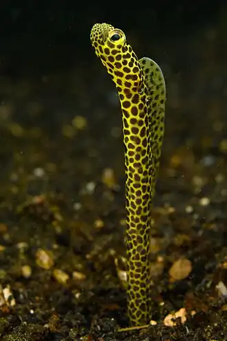 Description de l'image 2019 Heteroconger taylori - by 2eight - ZSC8969.jpg.