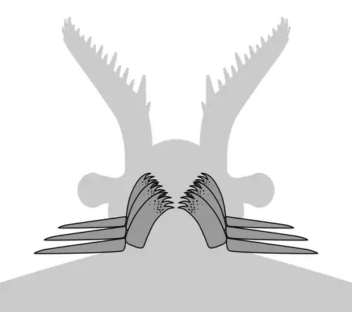 Vue ventrale d'un radiodont généralisé porteur de GLS, montrant 3 paires de structures de type gnathobase (GLS) et les lambeaux antérieurs correspondants.