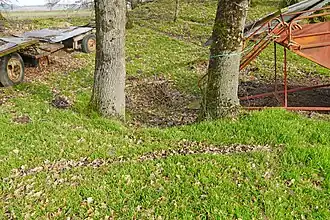 Le puits no&nbsp;5 entre les deux troncs.